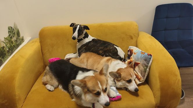 Pierwsza w Polsce kawiarnia z psami Corgi