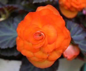 Begonia bulwiasta