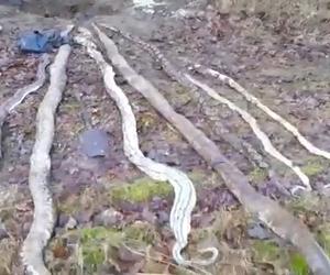 Szokujące odkrycie w Tarnowie Podgórnym! W czarnym worku było osiem węży! Policja szuka zabójcy