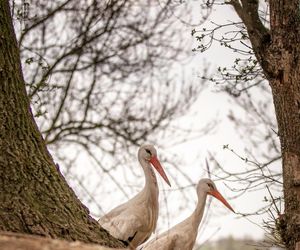 Naziemnne gniazda bocianów