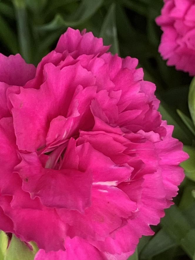 Goździk ogrodowy (Dianthus caryophyllus)