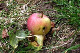 Szkodniki jabłoni: jakie szkodniki atakują drzewa jabłoni i jak je zwalczać