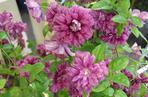 Powojnik 'Purpurea Plena Elegans'