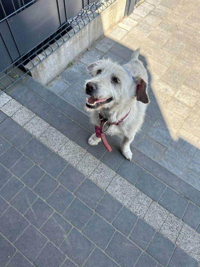  „Brudny i zaniedbany”. Kto przywiązał psa do drzewa? Policja pilnie szuka sprawcy