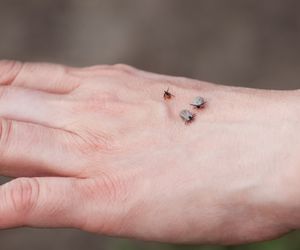 Jaką grupę krwi najbardziej lubią kleszcze? Naukowcy znają odpowiedź