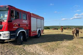 Nietypowa akcja strażaków na Pomorzu. Uratowali konie, które utknęły w bagnie