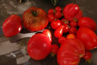 W Fordonie powstaje ogród społeczny. Każdy może dołączyć z łopatą czy sekatorem w ręku!