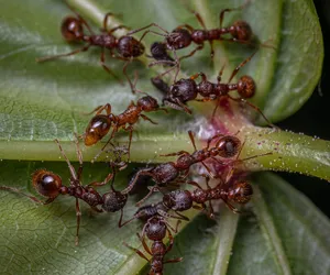Domowa metoda na mrówki. Jak pozbyć się szkodników z mieszkania? Wiemy!