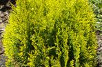 Biota wschodnia  'Aurea Nana'