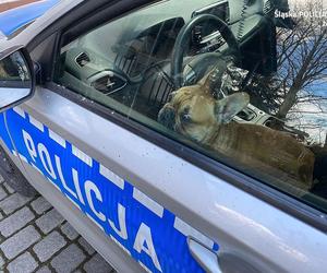 Buldog przejechał się radiowozem w Żorach