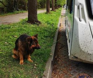 Zostawili psa bez opieki, gdy sami bawili się w aquaparku. Interweniował Animal Patrol