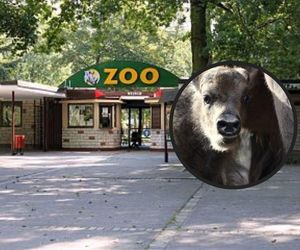 Poznańskie zoo pochwaliło się nowym mieszkańcem, który nie ma jeszcze imienia. Niech zdrowo rośnie