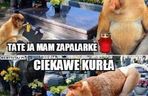 Memy na Wszystkich Świętych