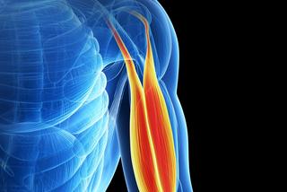 Mięsień dwugłowy ramienia – budowa, funkcje i ćwiczenia na biceps