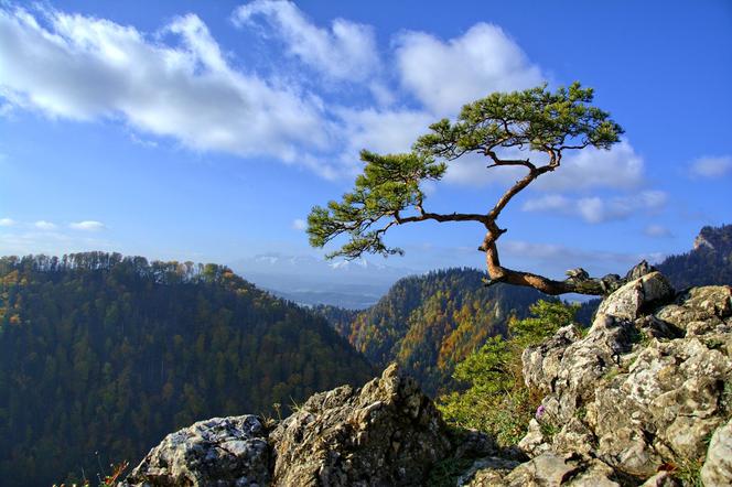 Zabłądzili w lesie i przekroczyli granicę ze Słowacją. Teraz czeka ich kwarantanna!