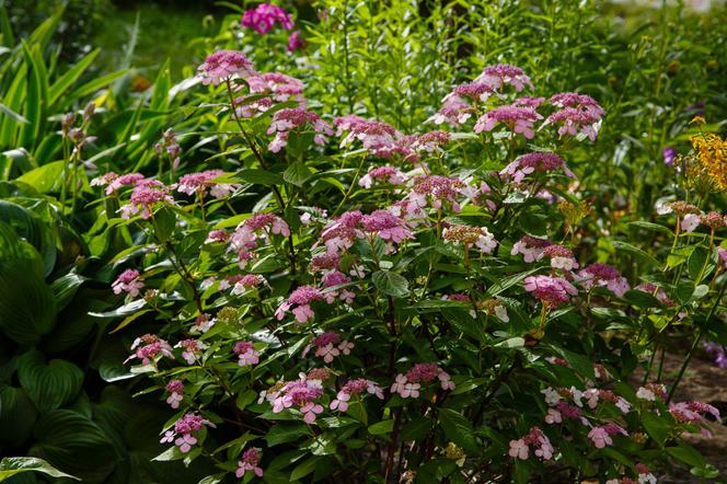 Hortensja piłkowana (Hydrangea serrata)