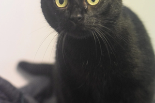 Kot do adopcji w zielonogórskim schronisku