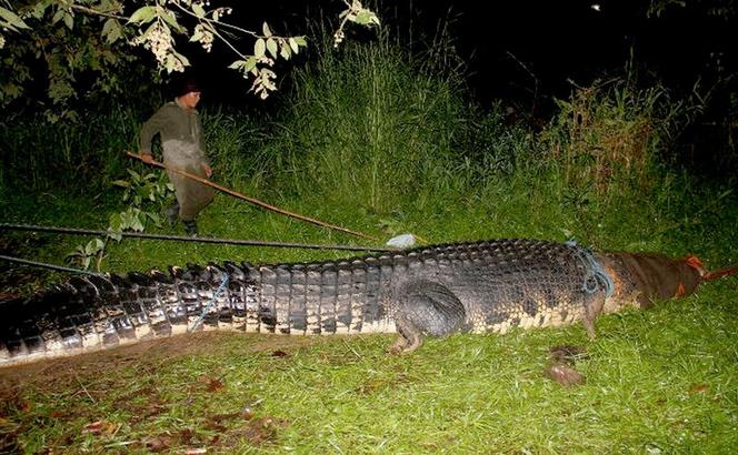 Filipiny: Krokodyl GIGANT złapany 