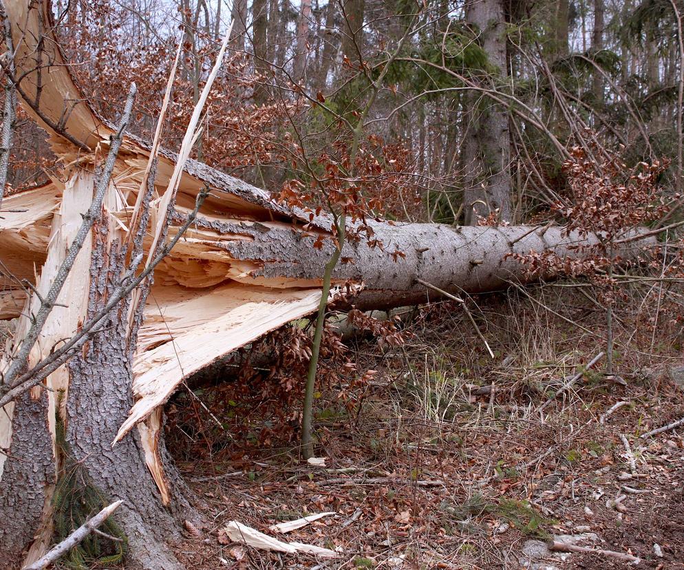 Do tego zmusza ludzi sytuacja w Polsce? Przewrócone drzewo z Radomia zniknęło w kilkadziesiąt minut