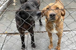 Schronisko dla bezdomnych zwierząt w Zamościu