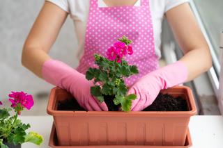 Blenduję, dolewam 1 litr wody i podlewam sadzonki pelargonii. Latem mam kwiecisty dywan w ogrodzie. Domowy nawóz do sadzonek pelargonii