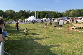Latające psy w Poznaniu. Wyjątkowe wydarzenie na Cytadeli