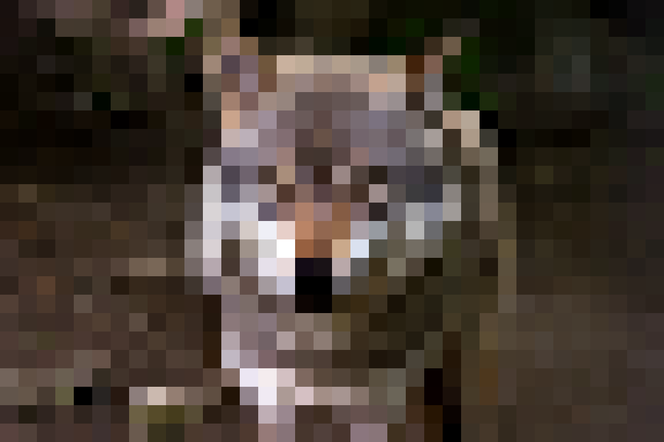 Trzebicz: WILK wyszedł na drogę. Miał TO w pysku! Straszne i obrzydliwe ZDJĘCIA