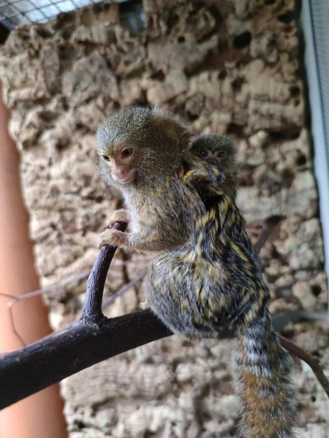 Pigmejki Śląski Ogród Zoologiczny ZDJĘCIA