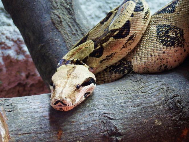 Tak wyglądają zwierzęta mieszkające w śląskim ZOO