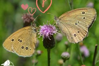 Zobacz piękne motyle Iławy. Zapraszamy na wystawę