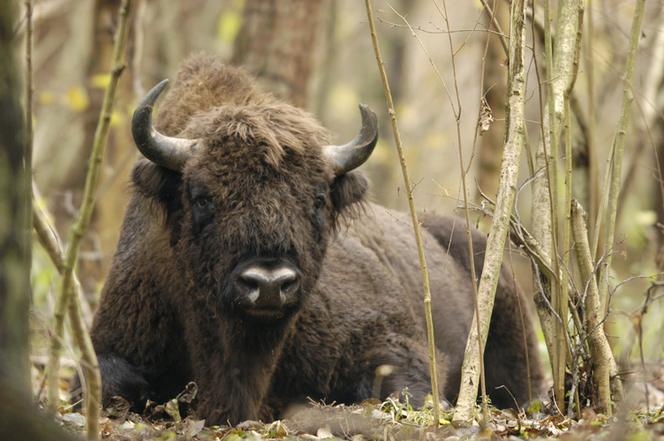 Białowieski Park Narodowy, Polska