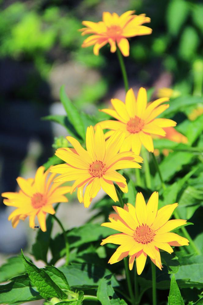 Rudbekia naga