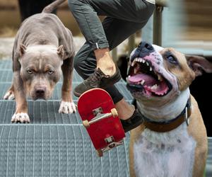 Amstaffy pogryzły genitalia mieszkańca Krakowa!