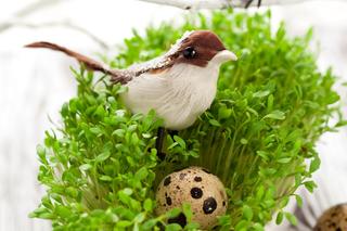 Rzeżucha wielkanocna