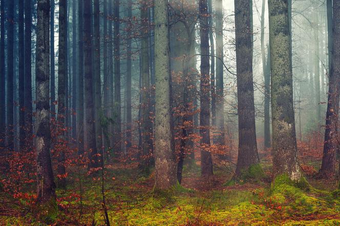 Torzym. Kierowca ciężarówki miał tylko część ubrania i opadał z sił! Kilkanaście godzin rozpaczy rodziny