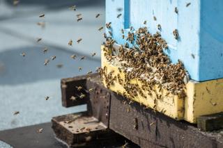 Pszczoły na dachu