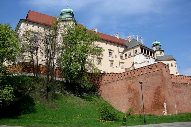 Kraków: słynny kasztanowiec spod Wawelu zniszczony. Pamiętał czasy drugiej wojny światowej