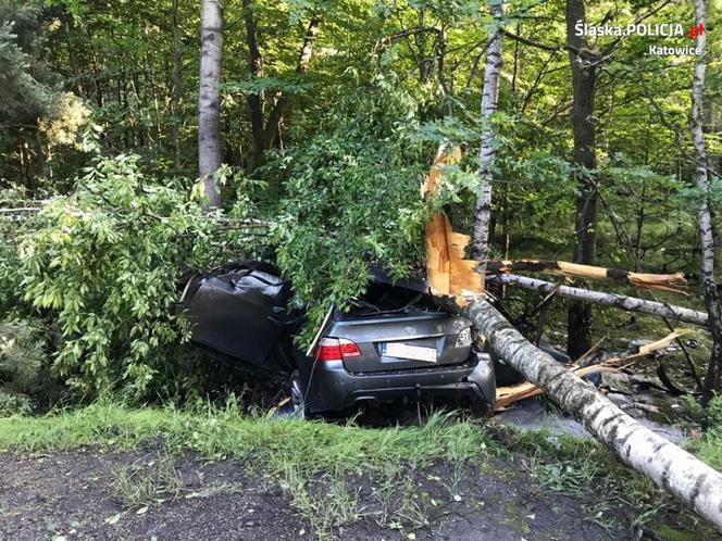 Katowice: Kierowca BMW uderzył w drzewo w Lesie Murckowskim. Jest w stanie ciężkim. 