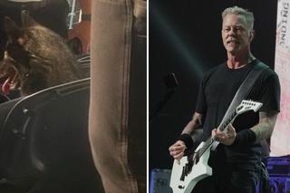 Pies przyszedł na koncert Metalliki i najwyraźniej świetnie się bawił! To zdjęcie podbija sieć