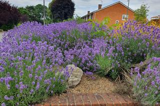 Sekrety pięknej lawendy: jak wydłużyć okres jej kwitnienia?