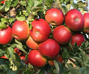 Jabłoń  domowa ‘Idared’ - Malus domestica ‘Idared’