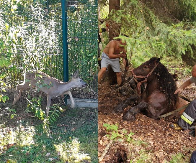 Nietypowe interwencje służb. Strażacy-ochotnicy uratowali stado koni, a strażnicy miejscy sarenki