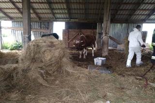 Krowy w gospodarstwie w Surażu