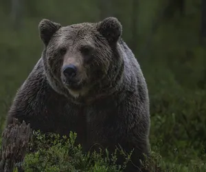 Niedźwiedzie w pobydgoskich lasach? Pojawiły się ostrzeżenia. Leśnicy: To fejk!
