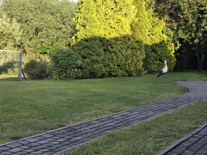 Kajtek bocian podwórkowy