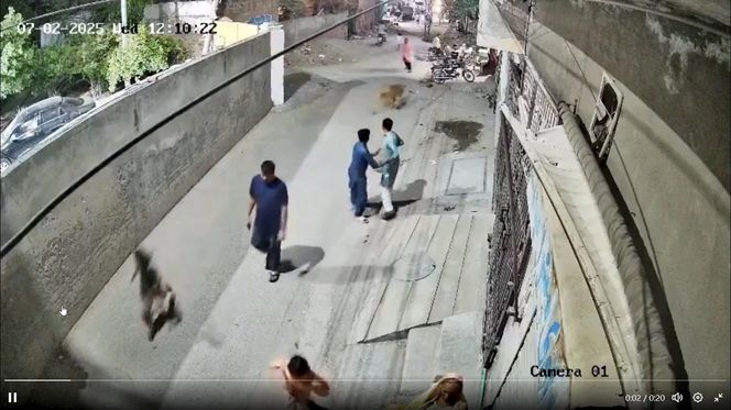 Lew rzucił się na dzieci i kobietę pośrodku ulicy! Oto, co stało się potem