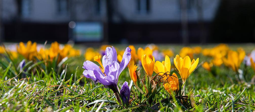 To już wiosna! Krokusy i przebiśniegi zakwitły w krakowskich ogródkach