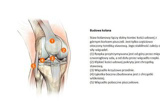 Zwyrodnienie stawów kolanowych (gonartroza). Przyczyny i leczenie zwyrodnienia kolan