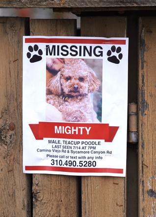 Orlando Bloom szuka swojego zaginionego psa