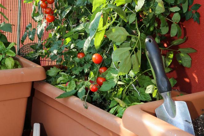 Pomidorki koktajlowe - uprawa na balkonie